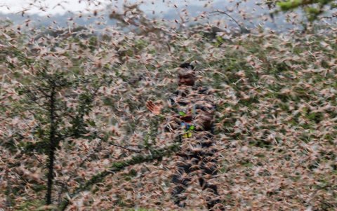 Una plaga de langostas arrasa con todo lo que se cruza por su paso en Kenia.