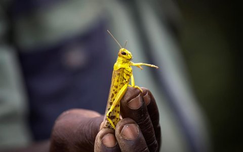 Una plaga de langostas arrasa con todo lo que se cruza por su paso en Kenia.