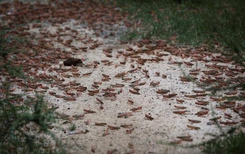 Una plaga de langostas arrasa con todo lo que se cruza por su paso en Kenia.