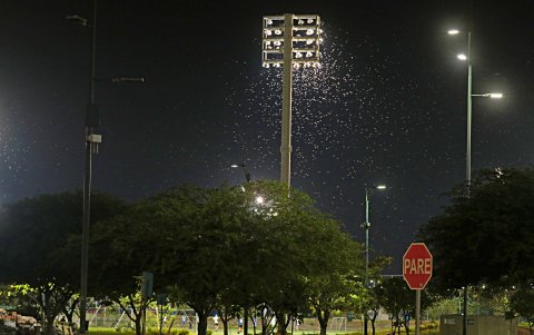 Los grillos. A decir de los expertos son atraídos, en su mayoría, por las luces blancas.