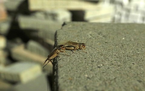 El insecto. Vive poco tiempo. Los expertos aseguran que no estarán en la ciudad más de un mes.