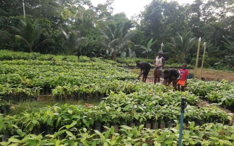 Una de las familias contempla sus plantaciones luego de realizar la cosecha.