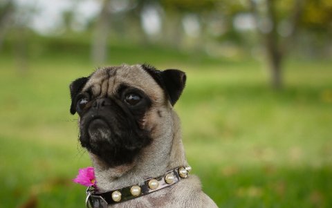 Los amantes de los pugs también se han unido a esta iniciativa.