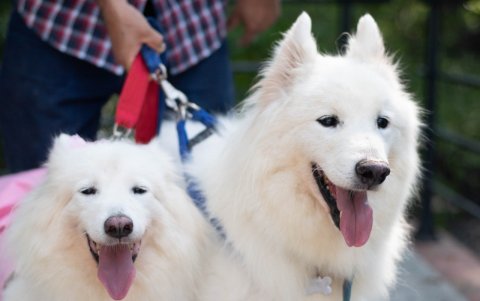 El Club Lobos del Ártico Guayaquil participa en varias actividades con las que consiguen fondos para ayudar a los refugios de animales en varias ciudades.