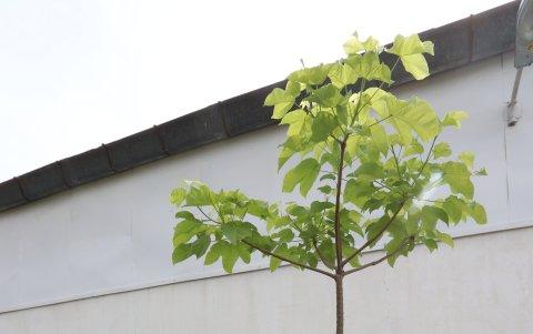 Estos pijíos tienen 10 años de edad. Algunos crecen más rápidos que otros.