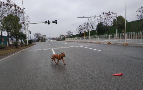 WUHAN. Por la calle aparecen a menudo perros, algunos con collar y pelo cuidado, deambulando solos.