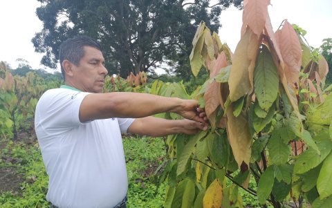 Cacao: 2.901 dólares la tonelada ayer, 52,2 dólares más.