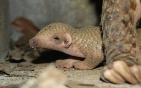 En algunas partes de Asia los pangolines son codiciados por su carne y sus escamas.