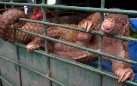 Sus escamas se usan en la medicina tradicional china.