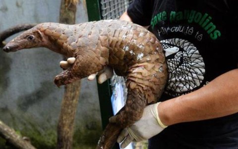 A pesar los convenios, el tráfico salvaje sigue siendo una amenaza para el pangolín.