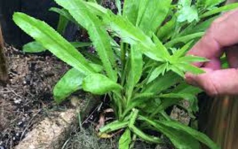 Chillangua es una planta aromática tropical, crece de manera silvestre.