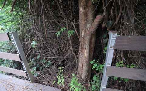 Descuido. Daños como estos son evidentes en las camineras, desde el año pasado.