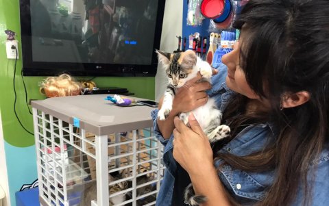 Seis gatos bebés permanecen a la espera.