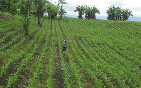 No existen estrategias