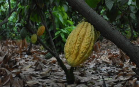 El cacao nacional arriba tiene buena demanda.