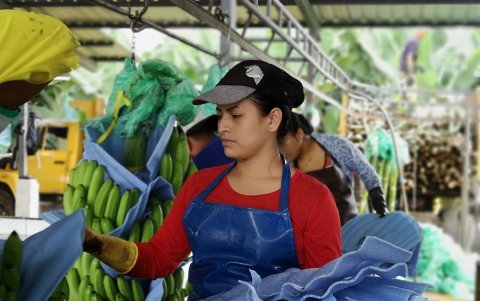 Calidad. En las haciendas bananeras del Ecuador es importante la protección del racimo.
