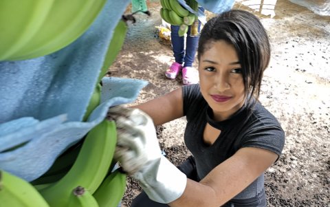 Limpieza. Lo último que queda de lo que fue la flor debe eliminarse antes de que el racimo ingrese a la zona de lavado en las empacadoras.