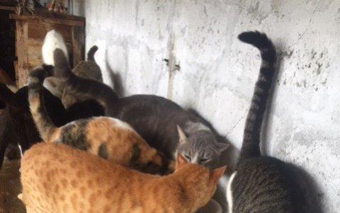 Los gatos disfrutan de la comida que se les da en el refugio.