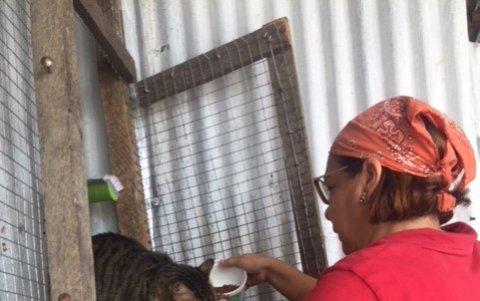 Patricia Coello alimenta a los gatos con croquetas.