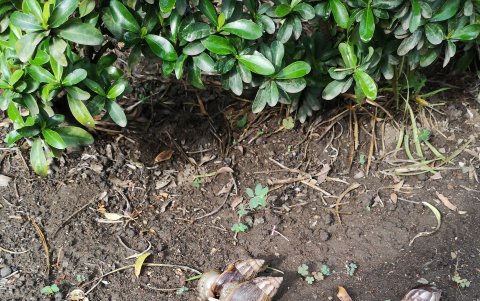 Es mejor recoger los caracoles africanos en una funda y eliminarlos,