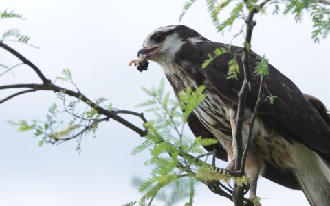 El gavilán es un depredador de caracoles manzana, que atacan a cultivos comerciales en el campo.
