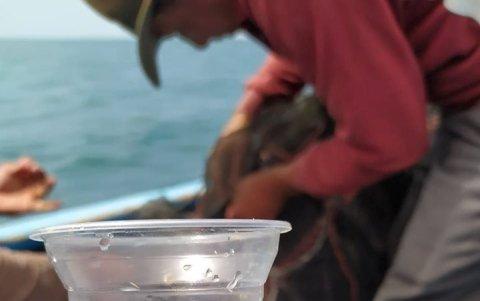 Los moluscos salen del laboratorio y luego se colocan en las jaulas. El cultivo toma un mes.