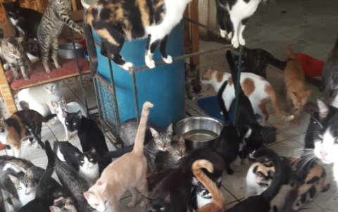 Parte de los cien gatos que viven en el albergue.