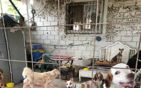 Muchos de los perros son abandonados por sus dueños.