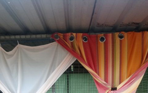 Cuando llega un gato enfermo, es separado del resto de felinos.