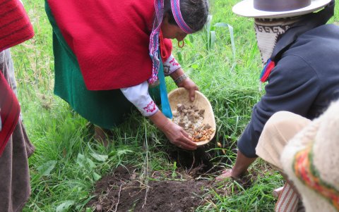 Ofrenda. Indígenas entierran los frutos en un agujero para rendirle homenaje a la Pachamama.