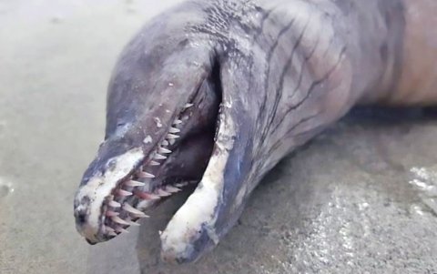 Los lugareños que hallaron al animal pensaron que se trataba de un delfín.