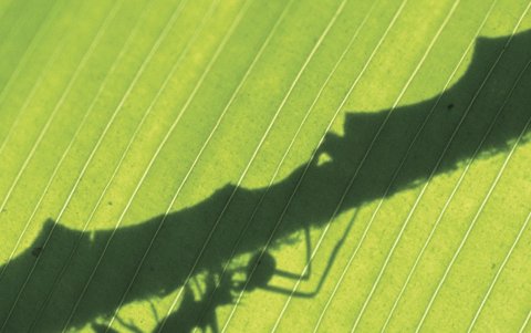 El libro está compuesto por ocho relatos.