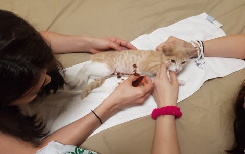 El felino fue intervenido varias veces hasta lograr su recuperación.