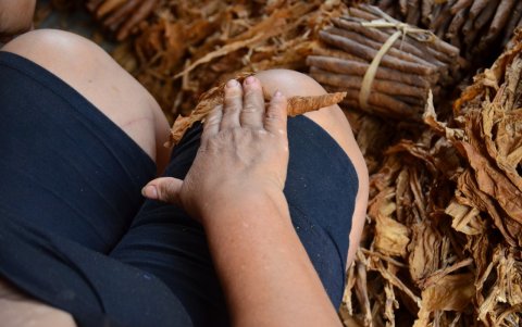 Elaborar. Una de las formas de elaborar el cigarro en el campo es ‘de piernas.