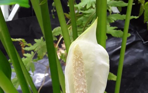 La flor. Tal como se la observa en la imagen, permanece en época de invierno, por máximo tres meses.