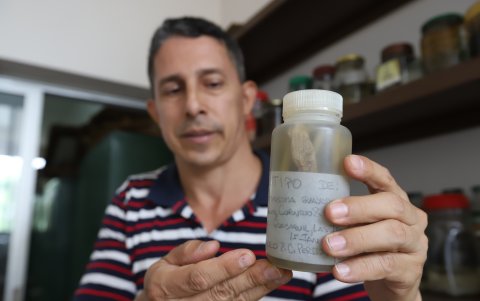 Análisis. La especie permanece en el Herbario GUAY de la facultad de Ciencias Naturales de la Universidad de Guayaquil.