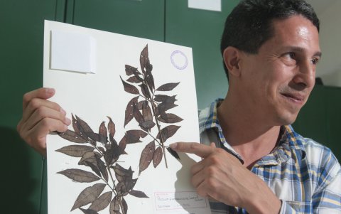 Descubrimiento. En el 2016 se encontró la Psidium guayaquilense.