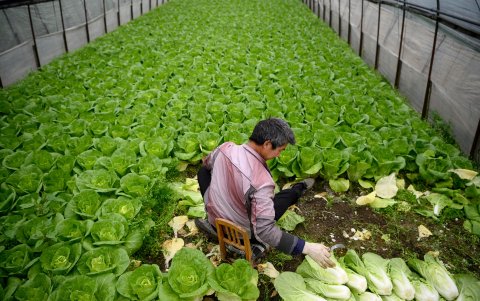 Los países que producen alimentos y que exportan a China y otros países sienten en el golpe.

 CHINA-HEALTH-VIRUS