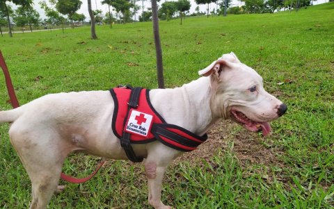 El can servirá de apoyo en terapias para niños con discapacidad y adultos mayores.