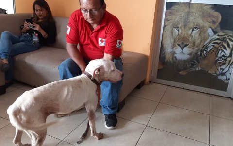 La perrita estaba muy desnutrida al momento de ser rescatada.