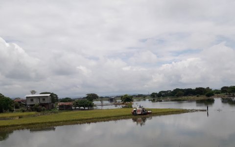 Cosecha. Bajo esas condiciones en el recinto Las Maravillas se intenta recoger el grano de arroz.