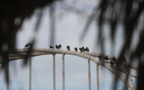 Contaminación. Los gallinazos sobrevuela sobre la basura de forma permanente en la isla.