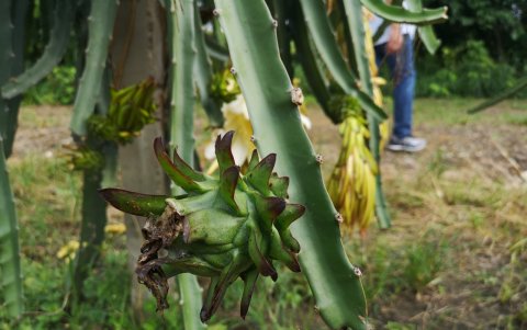 Es cultivada en Isidro Ayora, Guayas.