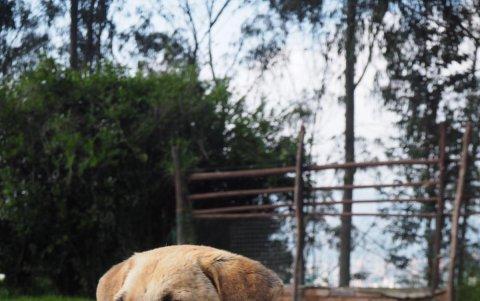Actualmente el perro vive en una fundación en Quito, rodeado de caballos y de la naturaleza. Su cambio es radical.