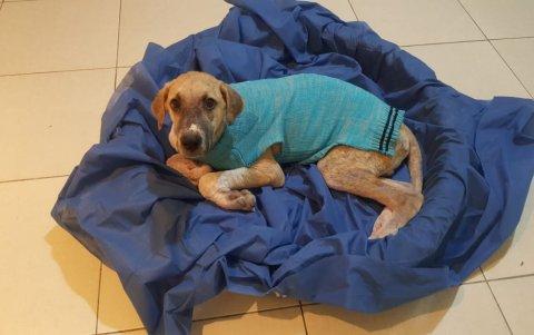 En poco tiempo el can, que estaba afectado por el moquillo, pudo recuperarse gracias a la medicación, alimentación y a los cuidados que recibió.