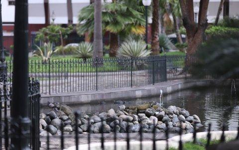 Naturaleza. En el parque Seminario, las iguanas pasearon con tranquilidad por toda el área.