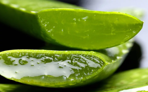 Aloe vera