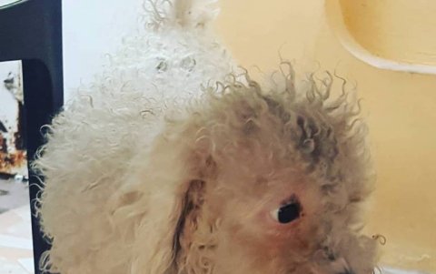 De no haber sido rescatada a tiempo, Ziva hubiese muerto por la infección.