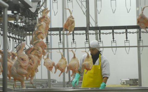 Los pollo sin mucha demanda.