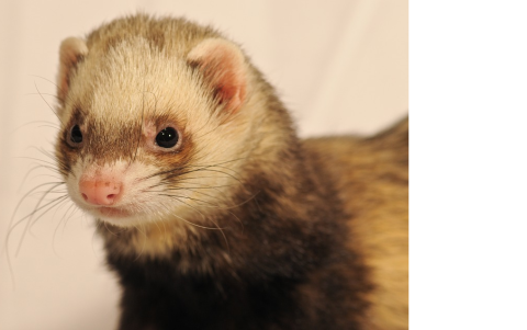 El hurón es un animal sensible al Covid-19.